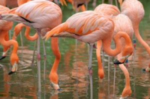 flamingos